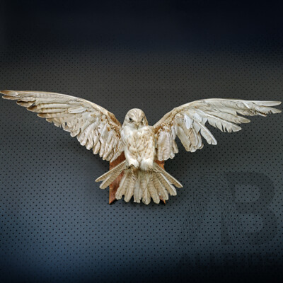 Mounted Taxidermy Australian Kestrel