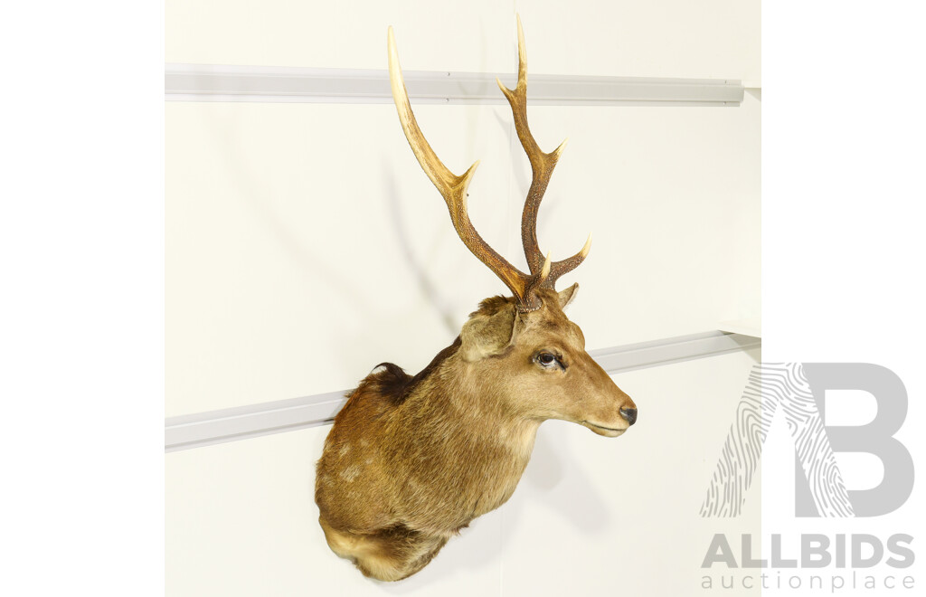 Large Shoulder Mount Taxidermy Deer