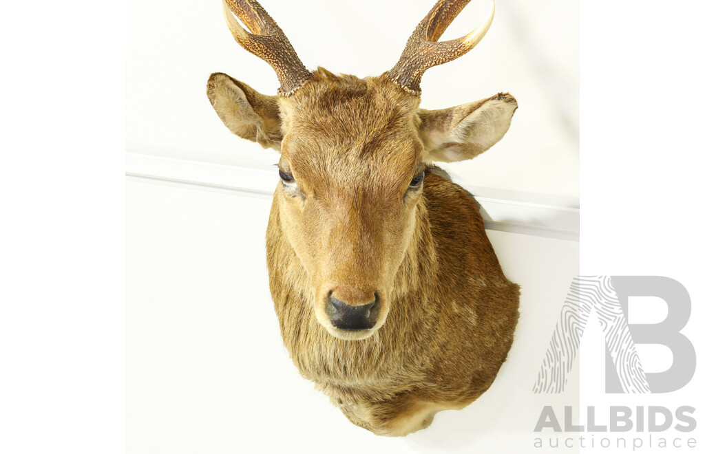 Large Shoulder Mount Taxidermy Deer