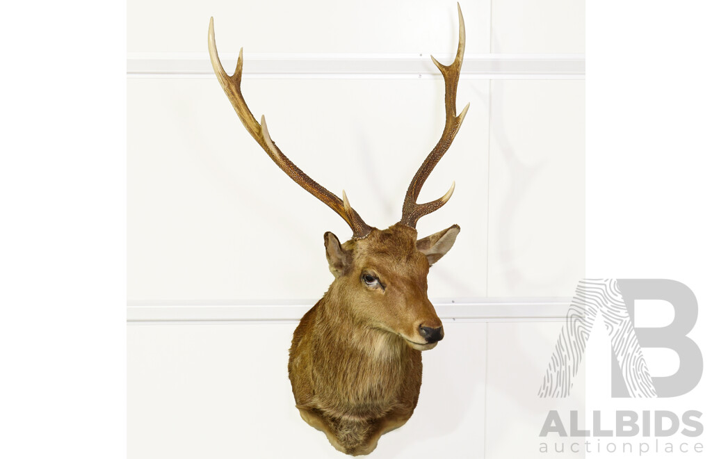 Large Shoulder Mount Taxidermy Deer