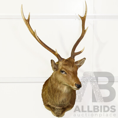 Large Shoulder Mount Taxidermy Deer